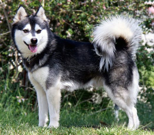 Alaskan Klee kai