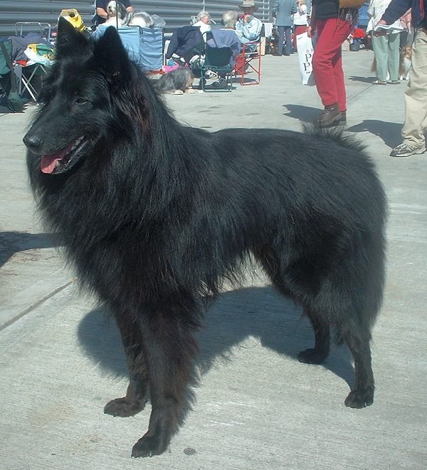 Belgian Sheepdog