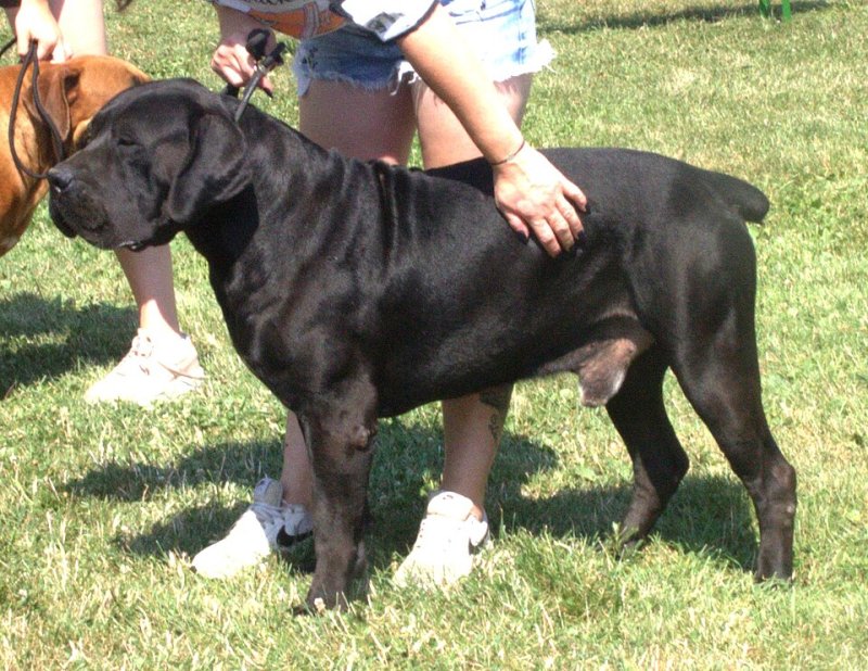Boerboel