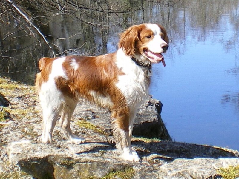 Brittany Spaniel