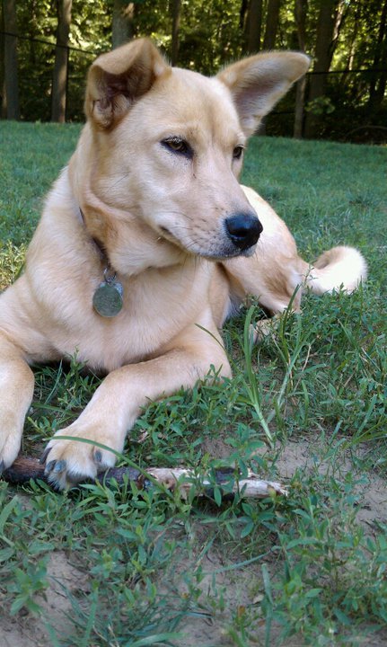 Carolina Dog