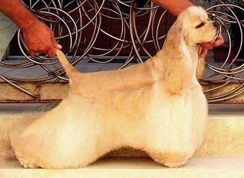 Cocker Spaniel