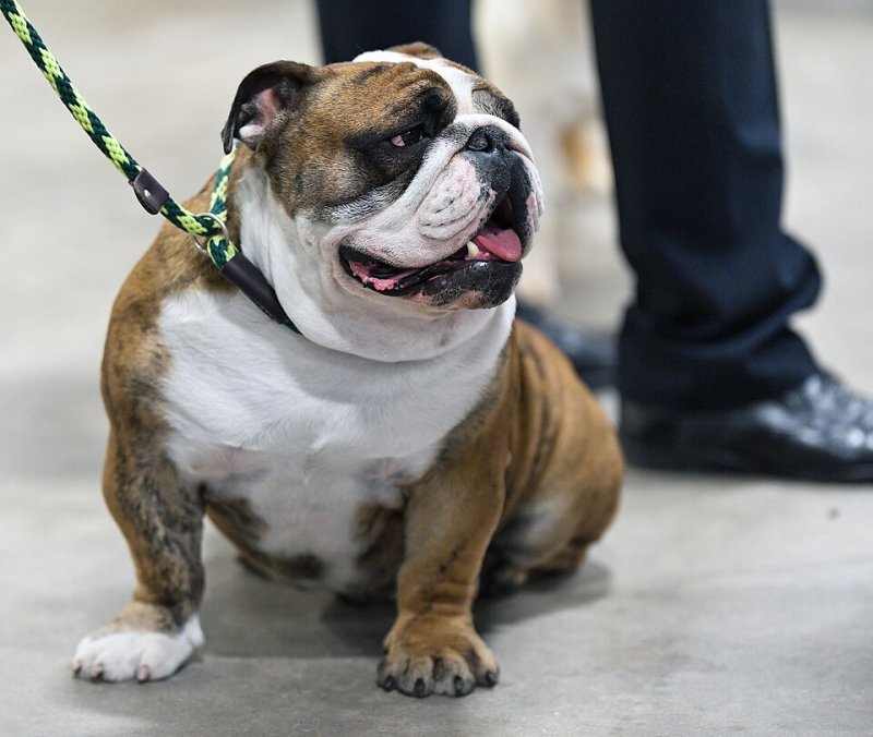 English Bulldog