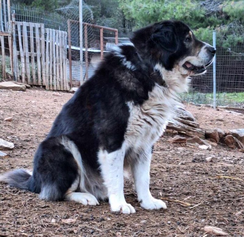Greek Shepherd