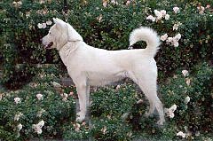 Kishu Ken
