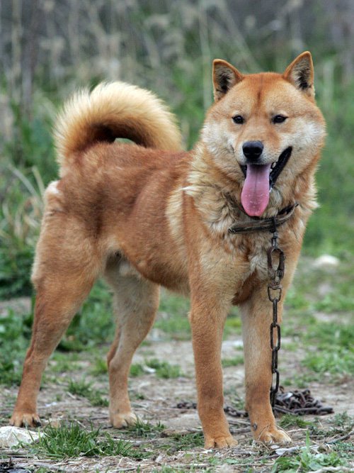 Korea Jindo Dog