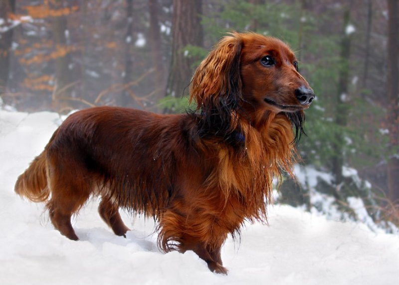 Long Haired Miniature Dachshund