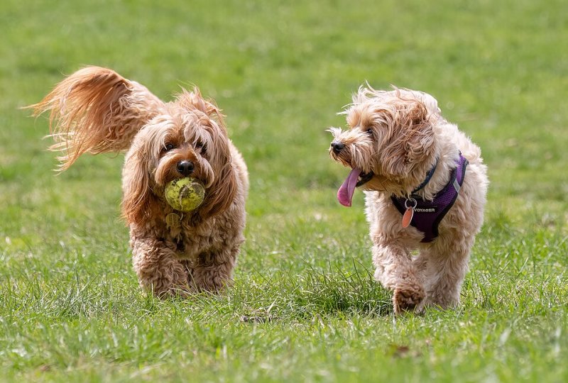 Maltipoo