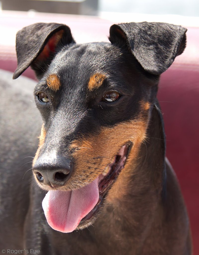 Manchester Terrier