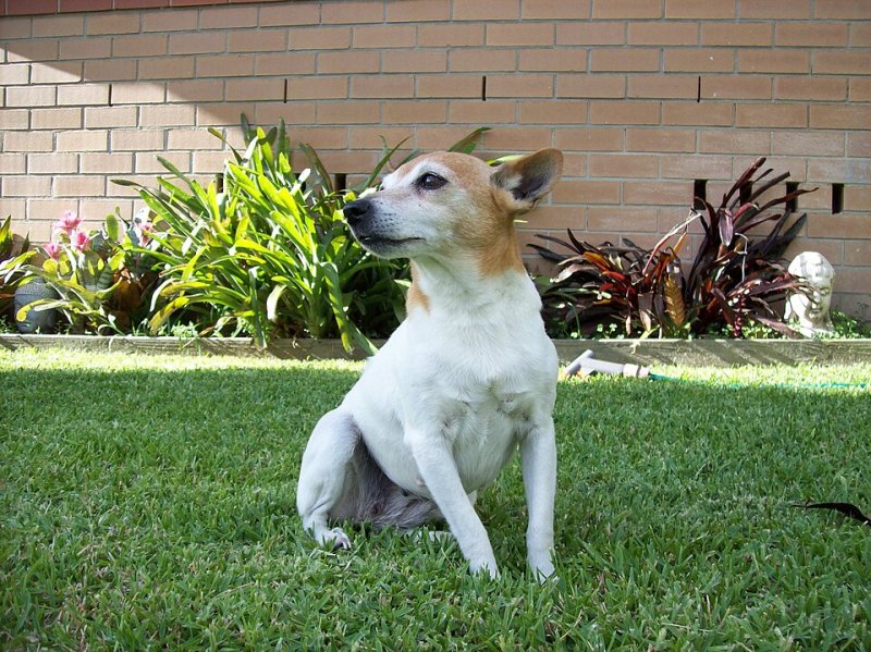Miniature Fox Terrier