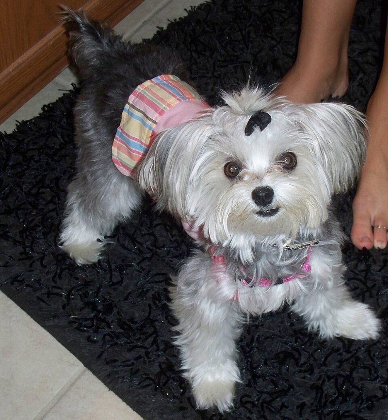 Morkie