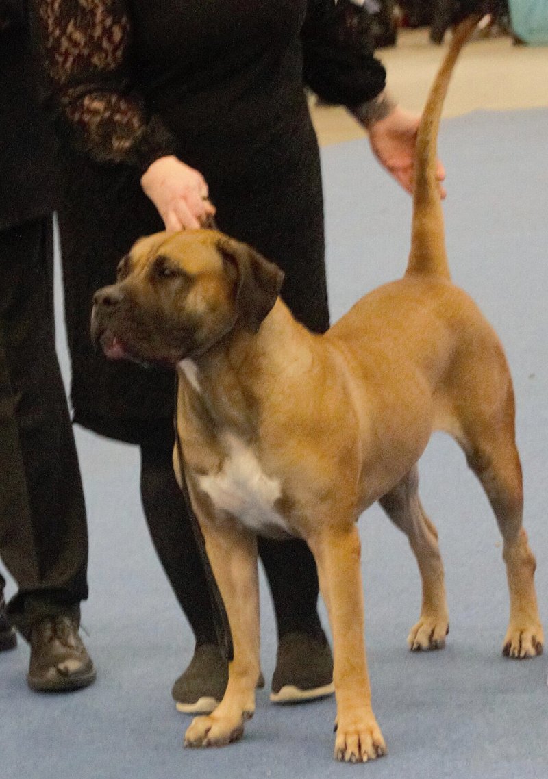 Perro de Presa Canario