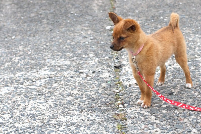 Pomchi