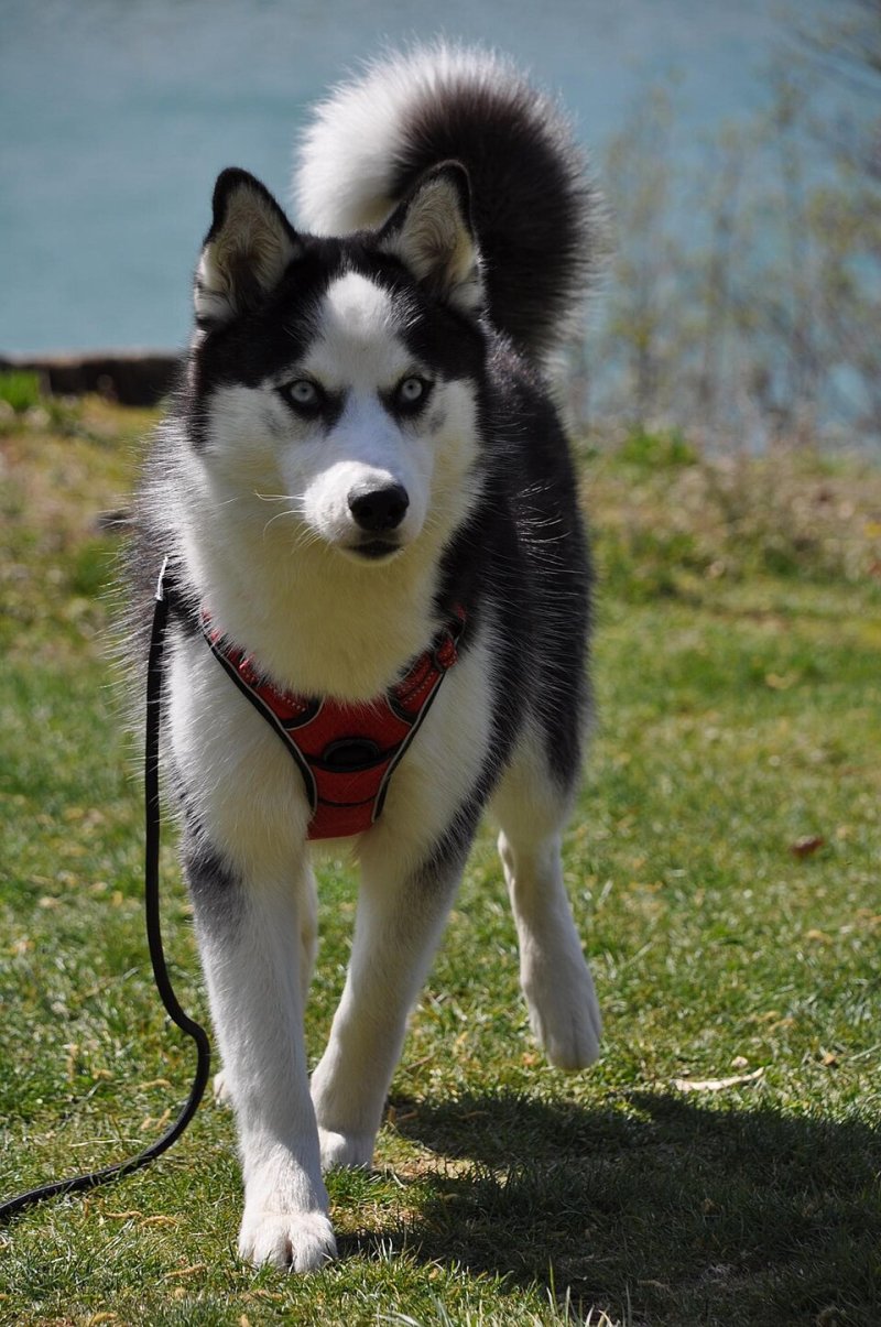 Pomsky