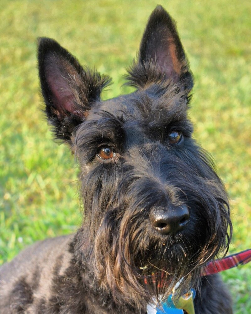 Scottish Terrier