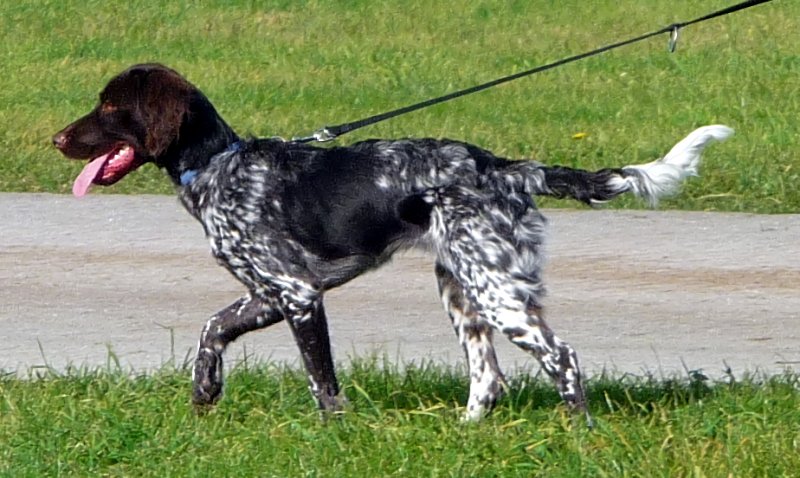 Small Munsterlander Pointer