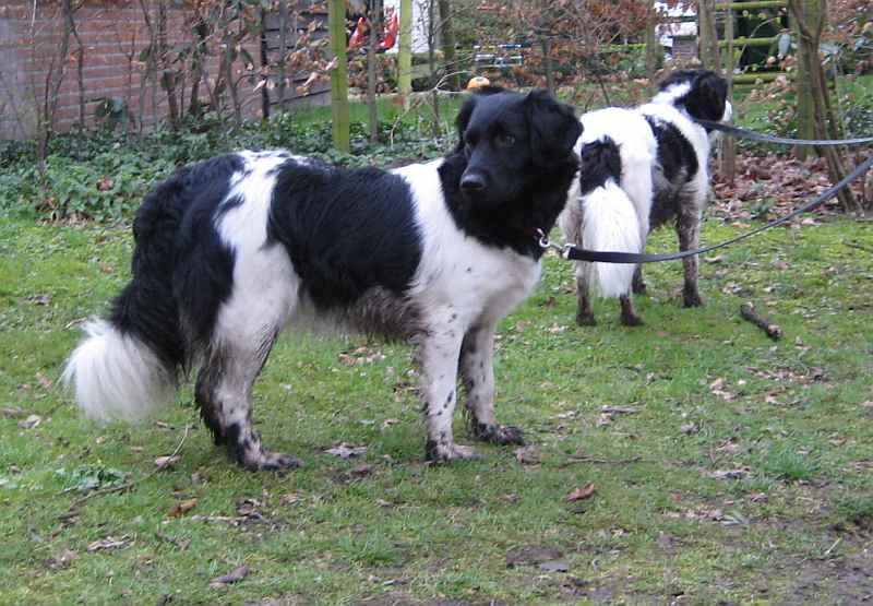 Stabyhoun