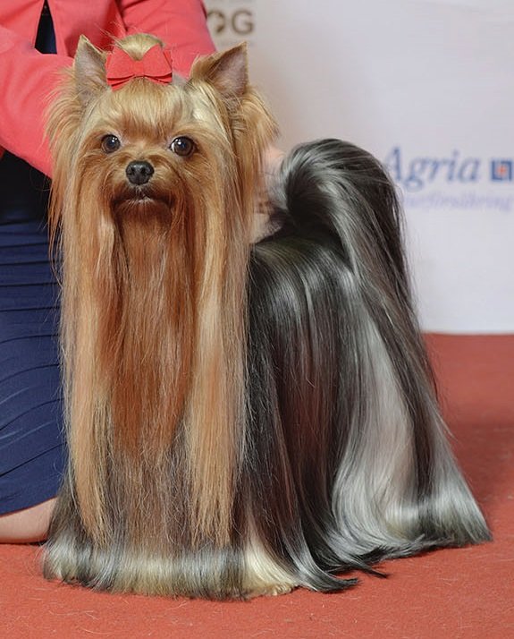 Teacup Yorkshire Terrier