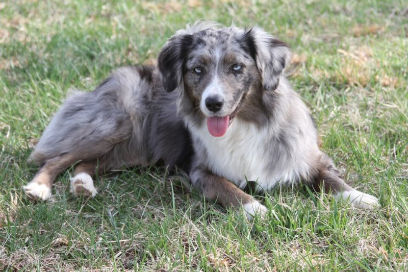Toy Australian Shepherd