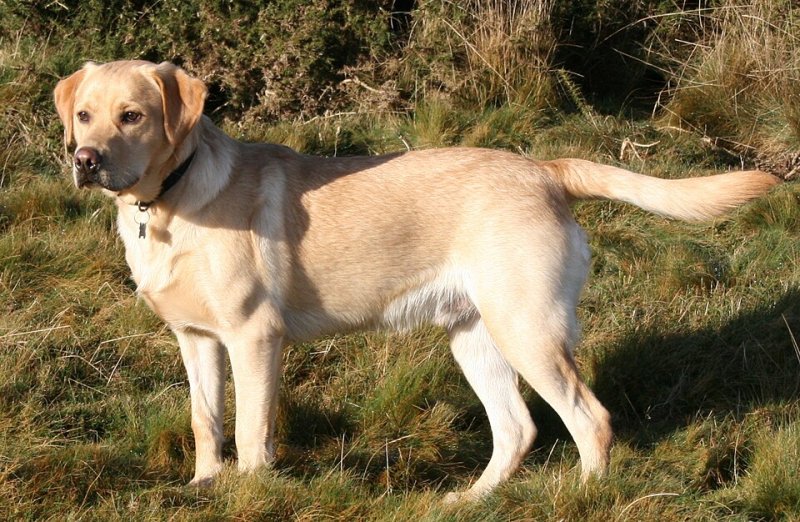 Yellow Labrador Retriever