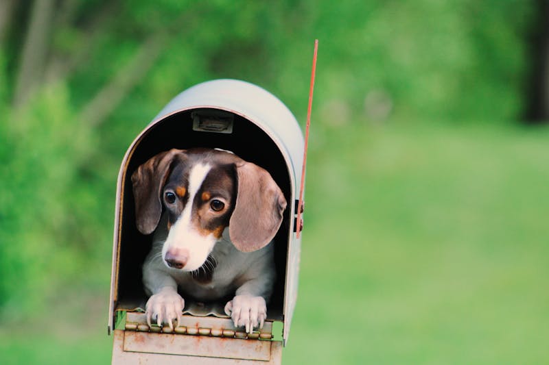 Puppy Photo
