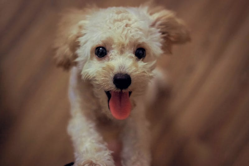 Puppy Photo