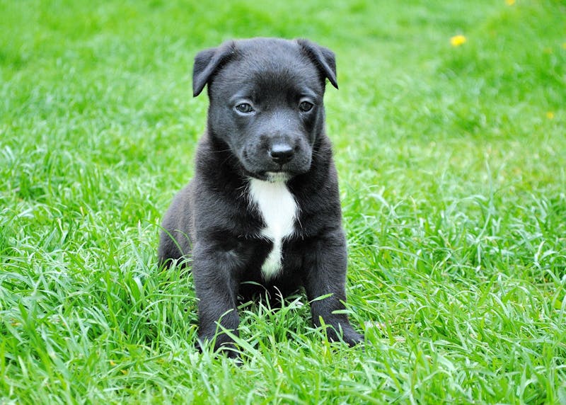 Puppy Photo
