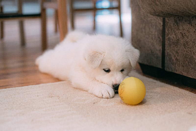 Puppy Photo