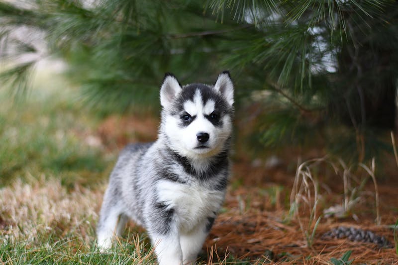 Puppy Photo