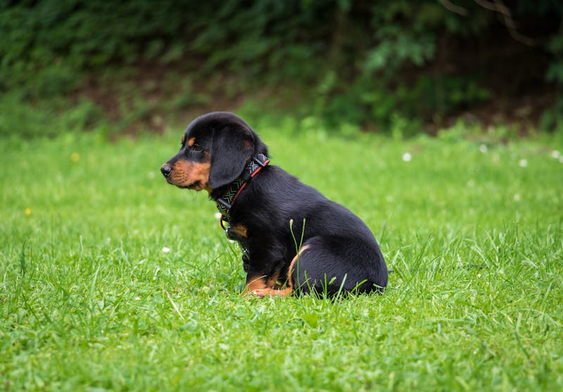 Puppy Photo