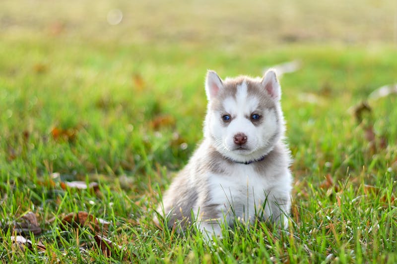Puppy Photo