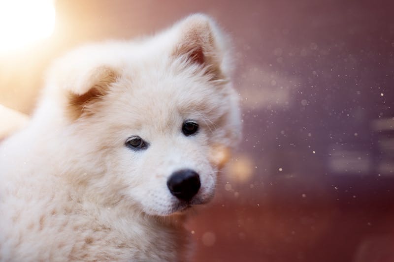 Puppy Photo