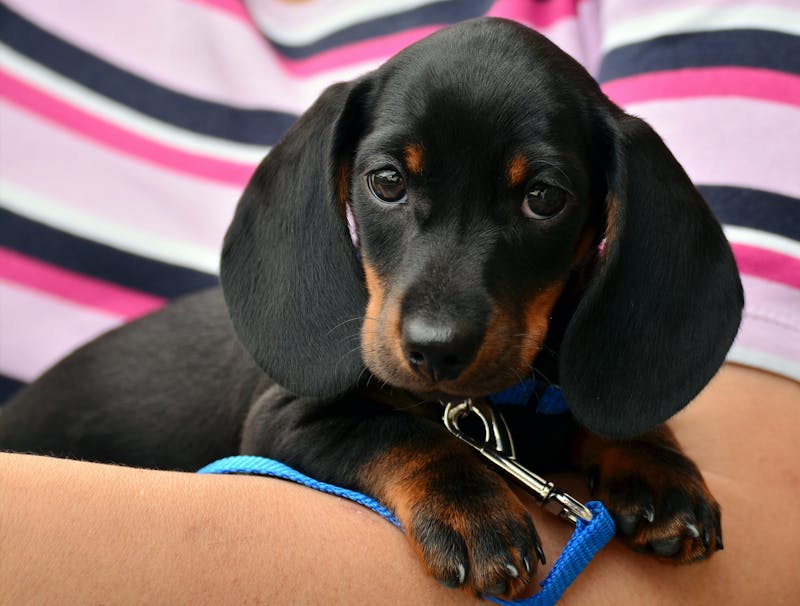 Puppy Photo
