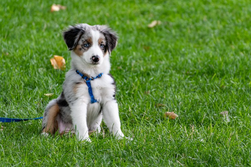 Puppy Photo