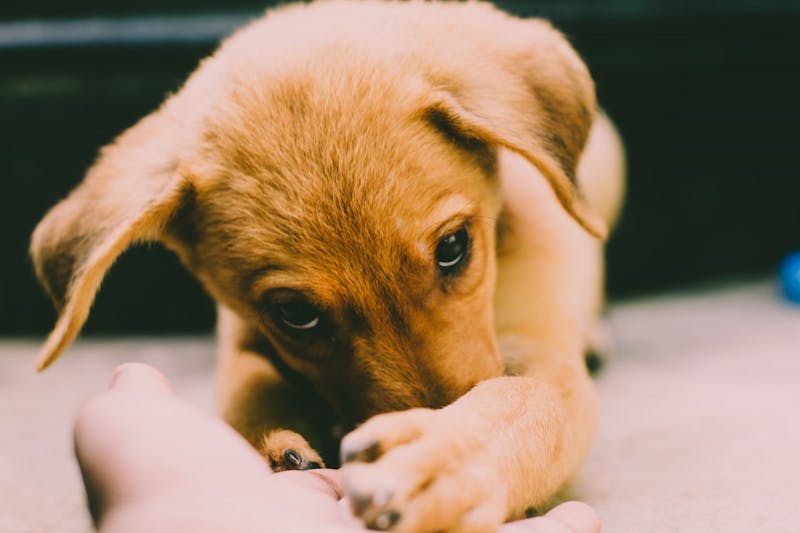 Puppy Photo
