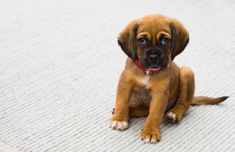 Puppy Photo