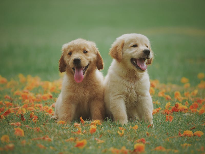 Puppy Photo