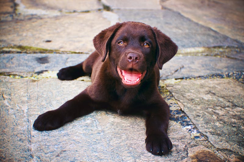 Puppy Photo