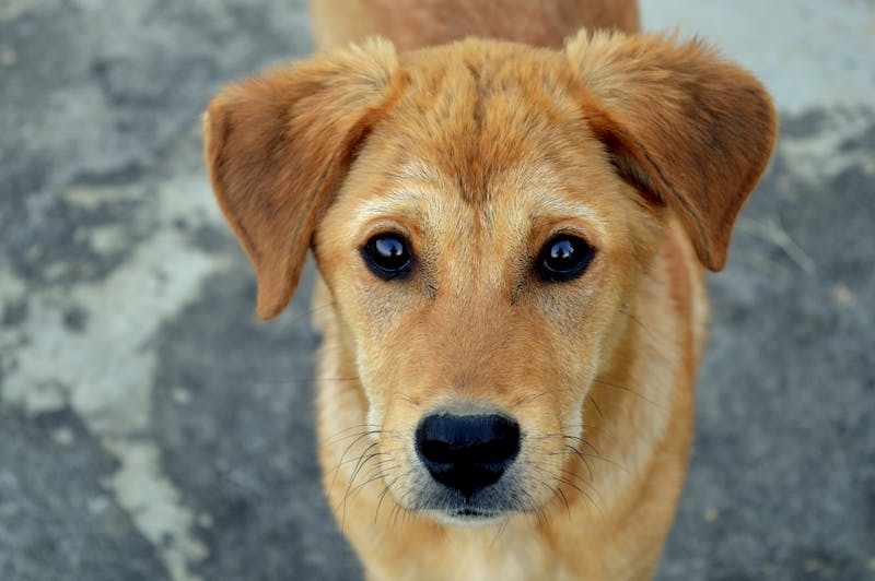 Puppy Photo
