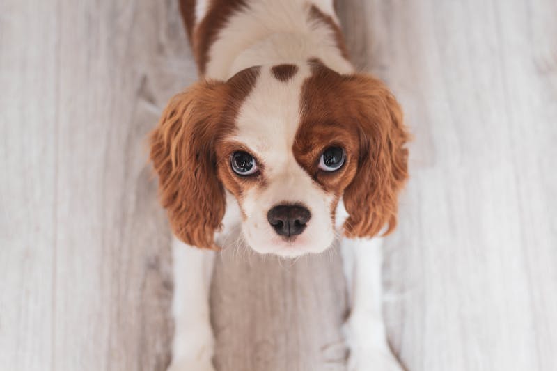 Puppy Photo