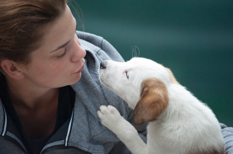 Puppy Photo