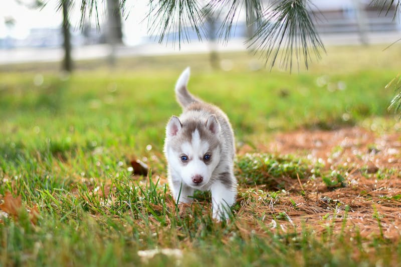 Puppy Photo