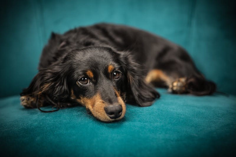 Puppy Photo