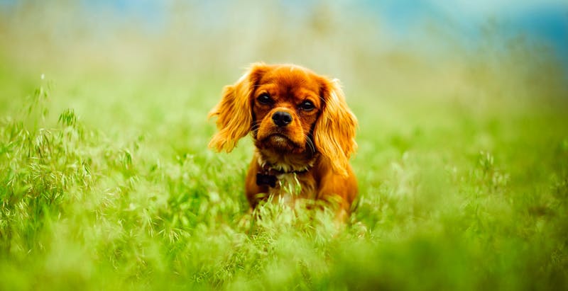Puppy Photo