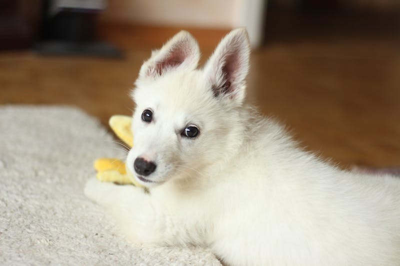 Puppy Photo