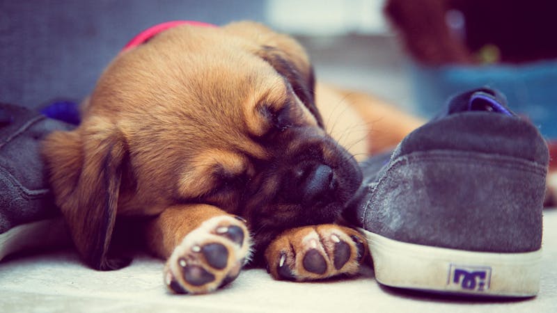 Puppy Photo