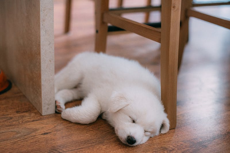 Puppy Photo