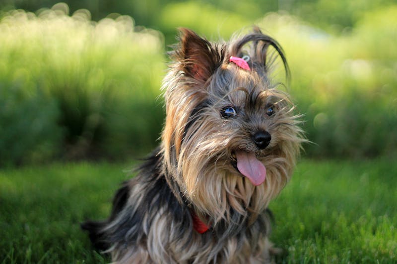 Puppy Photo