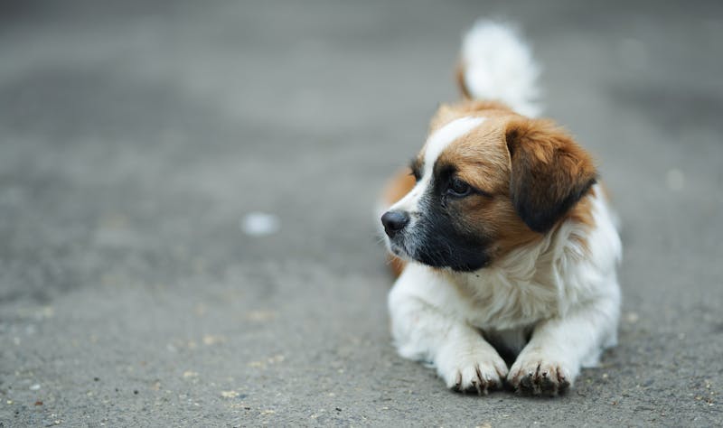 Puppy Photo