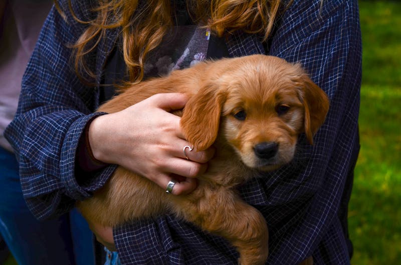 Puppy Photo